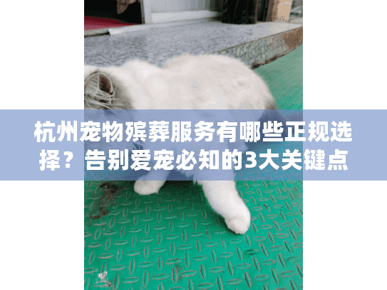 杭州宠物殡葬服务有哪些正规选择？告别爱宠必知的3大关键点
