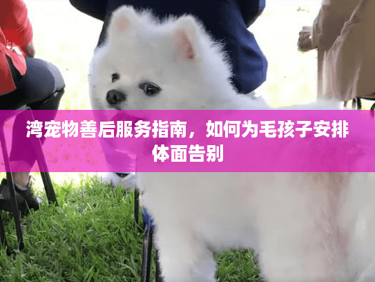 湾宠物善后服务指南,如何为毛孩子安排体面告别 湾宠物善后服务指南,如何为毛孩子安排体面告别