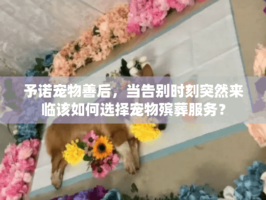 予诺宠物善后，当告别时刻突然来临该如何选择宠物殡葬服务？