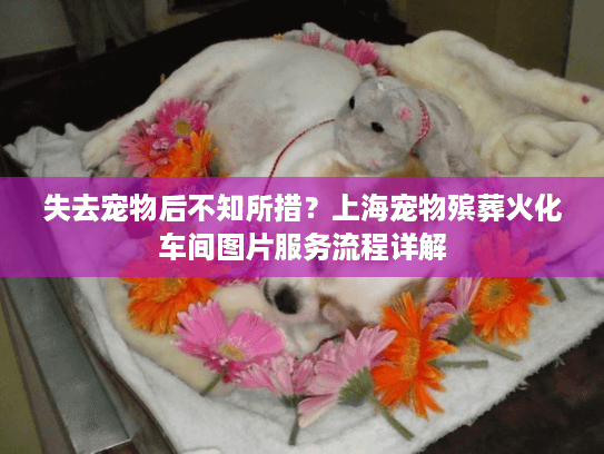 失去宠物后不知所措？上海宠物殡葬火化车间图片服务流程详解
