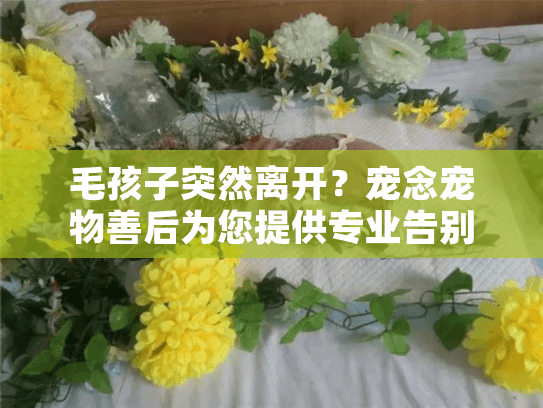 毛孩子突然离开？宠念宠物善后为您提供专业告别方案
