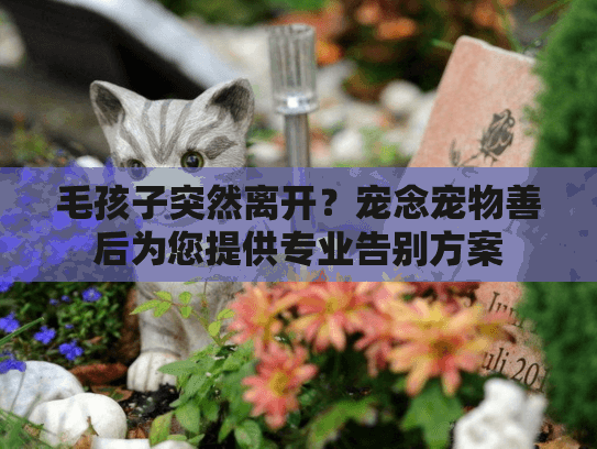 毛孩子突然离开？宠念宠物善后为您提供专业告别方案