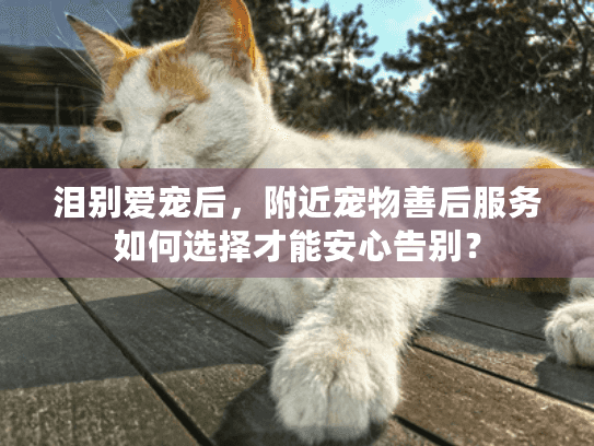 泪别爱宠后,附近宠物善后服务如何选择才能安心告别? 泪别爱宠后,附近宠物善后服务如何选择才能安心告别?