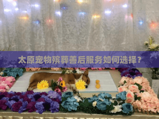 太原宠物殡葬善后服务如何选择？