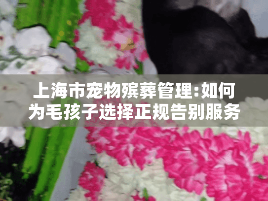 上海市宠物殡葬管理:如何为毛孩子选择正规告别服务?