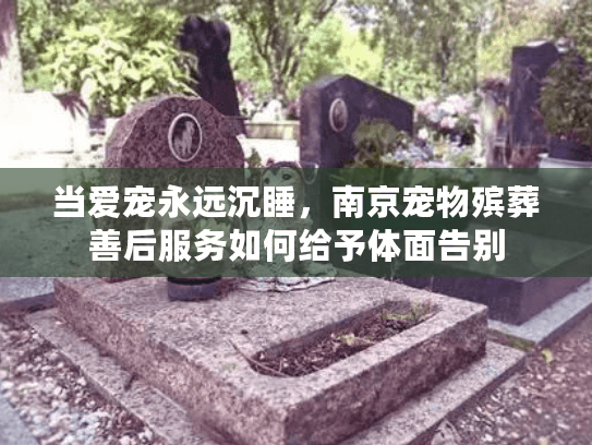 当爱宠永远沉睡,南京宠物殡葬善后服务如何给予体面告别 当爱宠永远沉睡,南京宠物殡葬善后服务如何给予体面告别