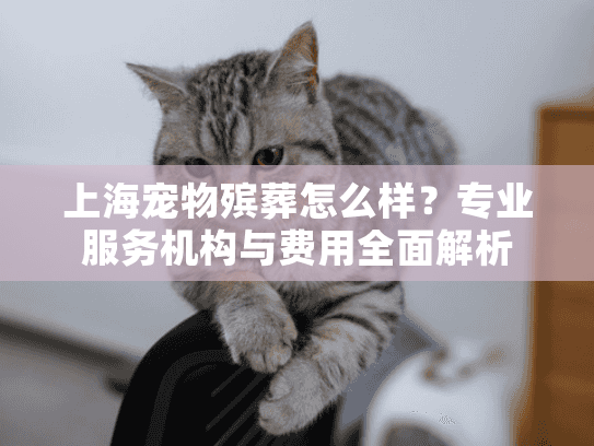 上海宠物殡葬怎么样？专业服务机构与费用全面解析