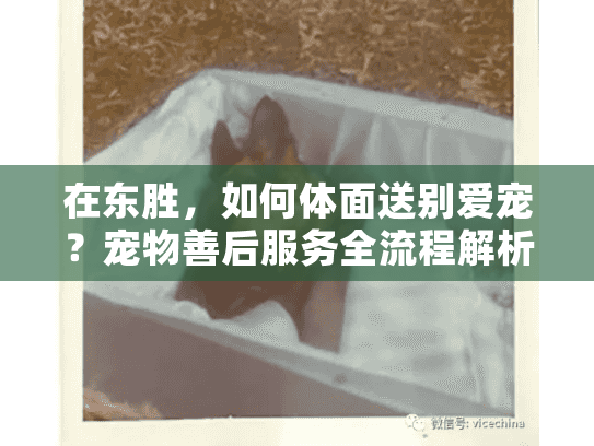 在东胜，如何体面送别爱宠？宠物善后服务全流程解析