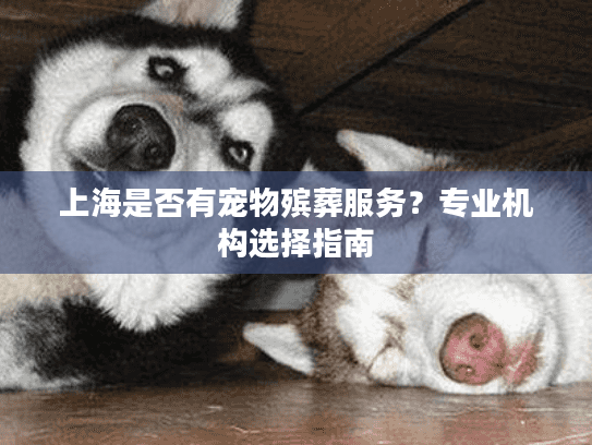 上海是否有宠物殡葬服务？专业机构选择指南