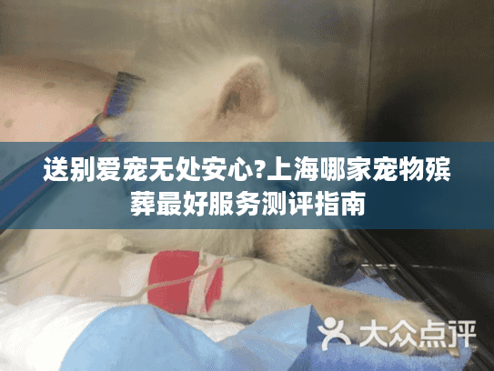 送别爱宠无处安心?上海哪家宠物殡葬最好服务测评指南