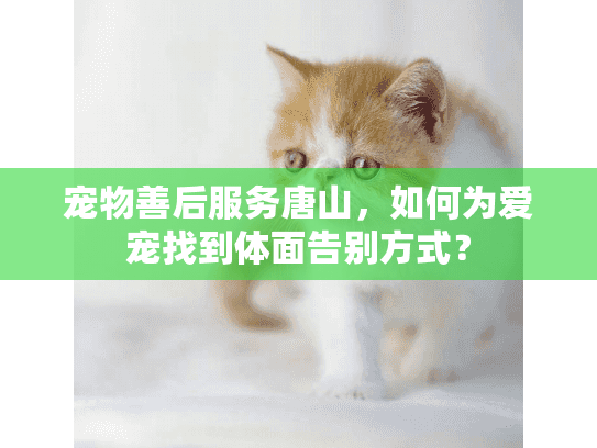 宠物善后服务唐山，如何为爱宠找到体面告别方式？