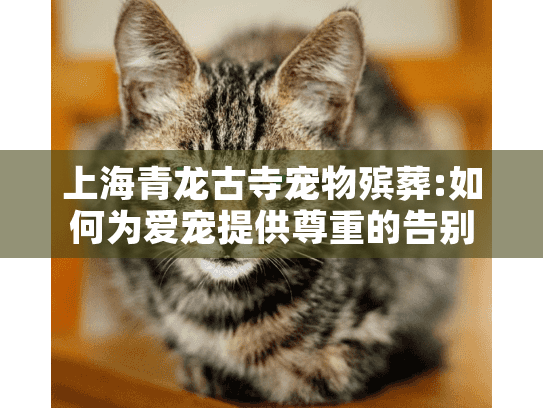 上海青龙古寺宠物殡葬:如何为爱宠提供尊重的告别仪式?