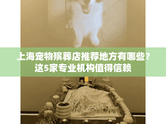 上海宠物殡葬店推荐地方有哪些？这5家专业机构值得信赖