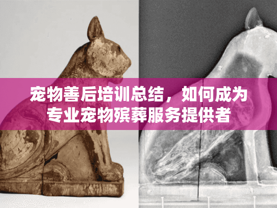 宠物善后培训总结，如何成为专业宠物殡葬服务提供者