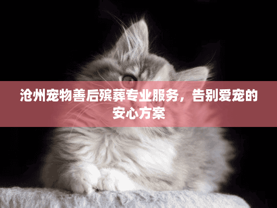 沧州宠物善后殡葬专业服务，告别爱宠的安心方案