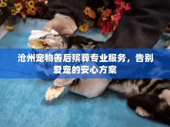 沧州宠物善后殡葬专业服务，告别爱宠的安心方案