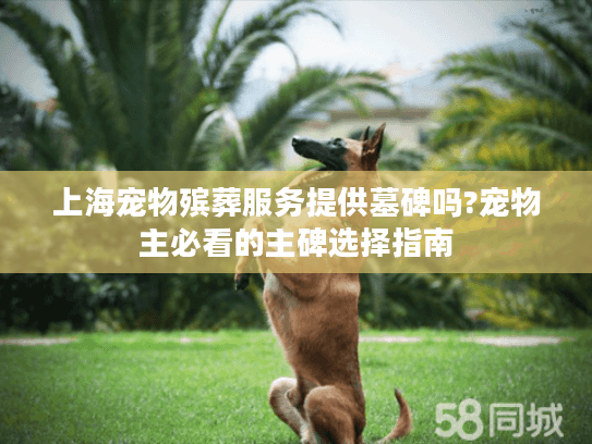 上海宠物殡葬服务提供墓碑吗?宠物主必看的主碑选择指南