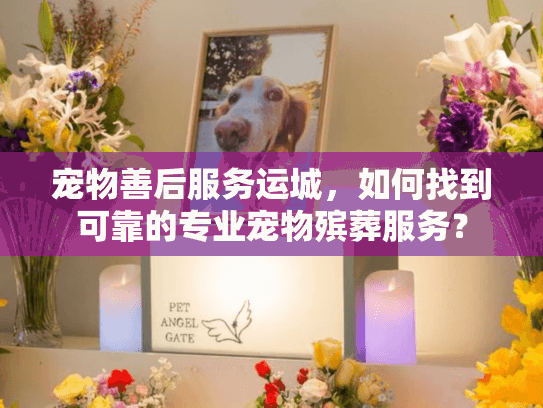 宠物善后服务运城，如何找到可靠的专业宠物殡葬服务？