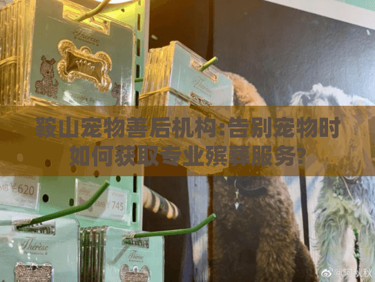 鞍山宠物善后机构:告别宠物时如何获取专业殡葬服务?