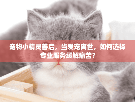 宠物小精灵善后，当爱宠离世，如何选择专业服务缓解痛苦？