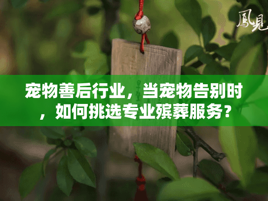 宠物善后行业，当宠物告别时，如何挑选专业殡葬服务？