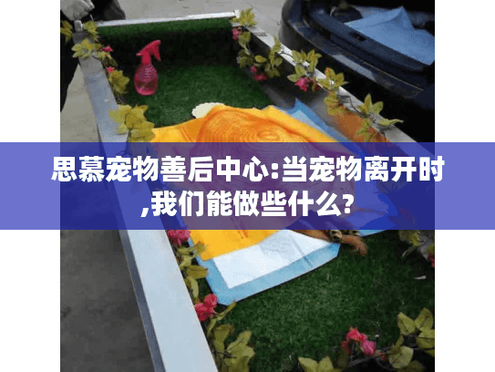 思慕宠物善后中心:当宠物离开时,我们能做些什么?