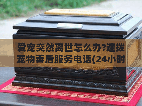 爱宠突然离世怎么办?速拨宠物善后服务电话(24小时专业团队)