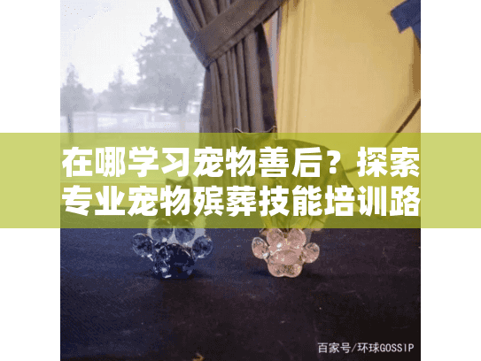 在哪学习宠物善后？探索专业宠物殡葬技能培训路径