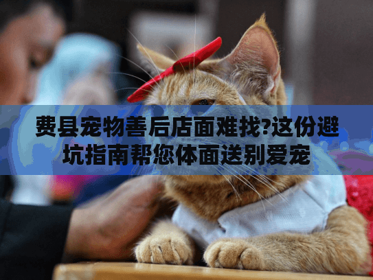 费县宠物善后店面难找?这份避坑指南帮您体面送别爱宠
