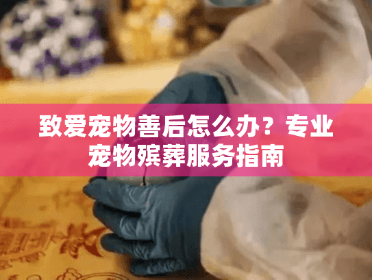 致爱宠物善后怎么办？专业宠物殡葬服务指南