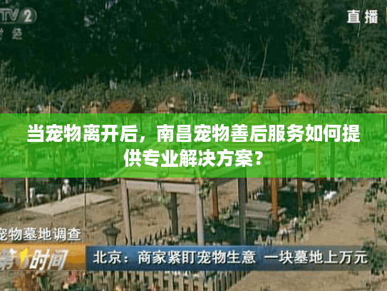 当宠物离开后，南昌宠物善后服务如何提供专业解决方案？