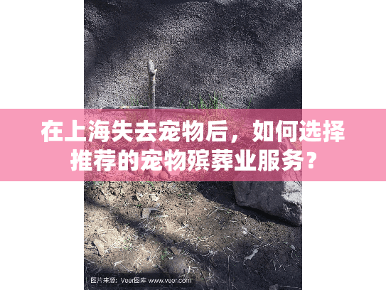 在上海失去宠物后，如何选择推荐的宠物殡葬业服务？
