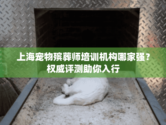 上海宠物殡葬师培训机构哪家强？权威评测助你入行