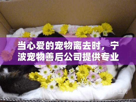 当心爱的宠物离去时，宁波宠物善后公司提供专业宠物殡葬服务