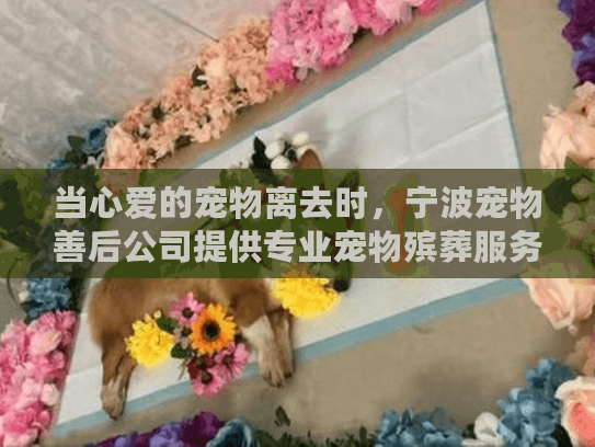 当心爱的宠物离去时，宁波宠物善后公司提供专业宠物殡葬服务