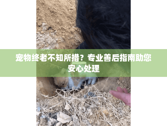 宠物终老不知所措？专业善后指南助您安心处理