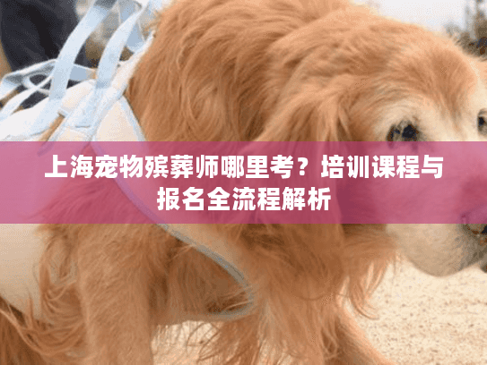 上海宠物殡葬师哪里考？培训课程与报名全流程解析