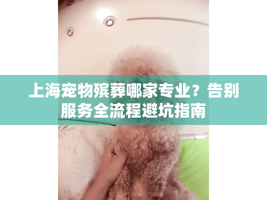 上海宠物殡葬哪家专业？告别服务全流程避坑指南