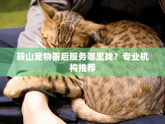 鞍山宠物善后服务哪里找？专业机构推荐