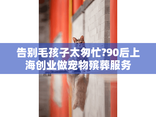 告别毛孩子太匆忙?90后上海创业做宠物殡葬服务