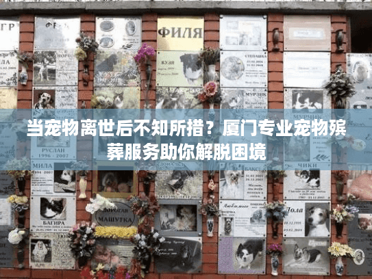 当宠物离世后不知所措？厦门专业宠物殡葬服务助你解脱困境