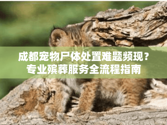 成都宠物尸体处置难题频现？专业殡葬服务全流程指南