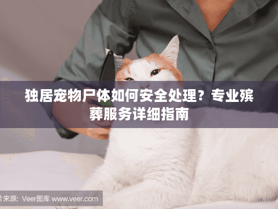 独居宠物尸体如何安全处理？专业殡葬服务详细指南
