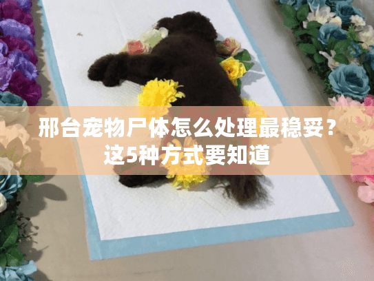 邢台宠物尸体怎么处理最稳妥？这5种方式要知道