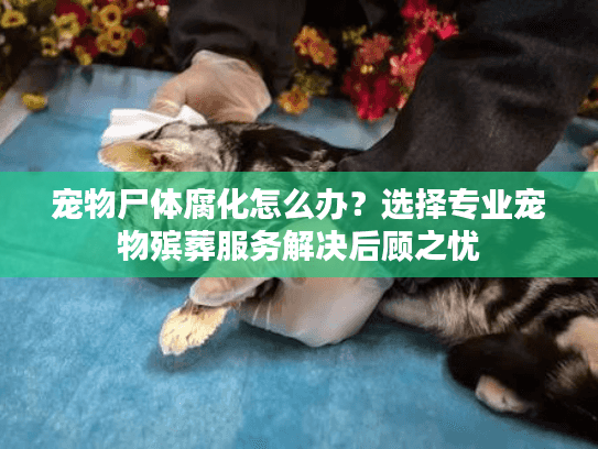 宠物尸体腐化怎么办?选择专业宠物殡葬服务解决后顾之忧 宠物尸体腐化怎么办?选择专业宠物殡葬服务解决后顾之忧