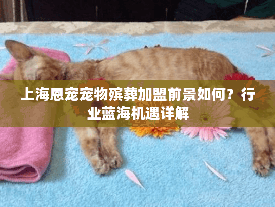 上海恩宠宠物殡葬加盟前景如何？行业蓝海机遇详解
