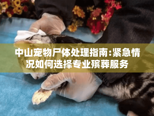 中山宠物尸体处理指南:紧急情况如何选择专业殡葬服务