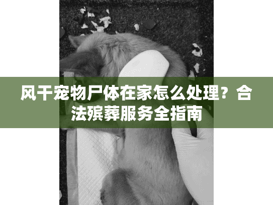 风干宠物尸体在家怎么处理？合法殡葬服务全指南