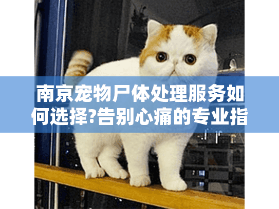 南京宠物尸体处理服务如何选择?告别心痛的专业指南