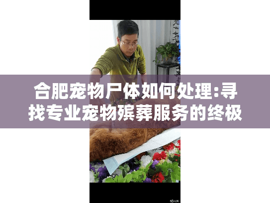 合肥宠物尸体如何处理:寻找专业宠物殡葬服务的终极指南